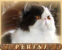 persas - persian